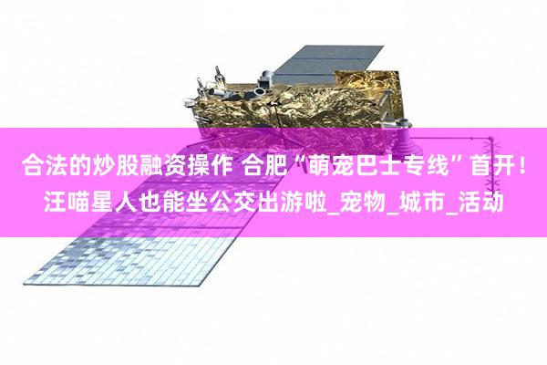 合法的炒股融资操作 合肥“萌宠巴士专线”首开！汪喵星人也能坐公交出游啦_宠物_城市_活动